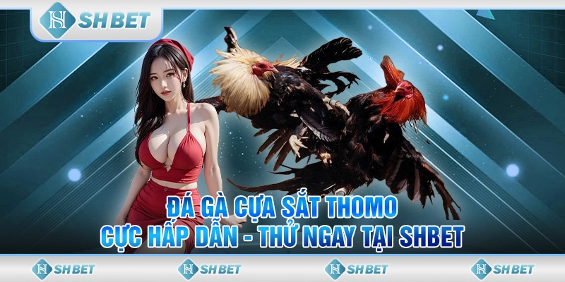 đá gà cựa sắt thomo