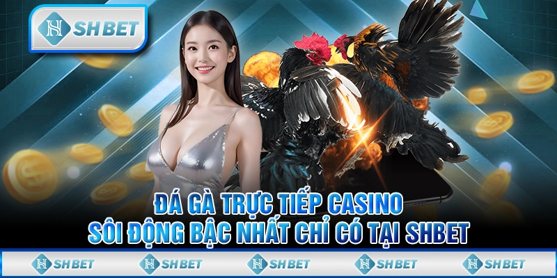 Đá Gà Trực Tiếp Casino Sôi Động Bậc Nhất Chỉ Có Tại SHBET