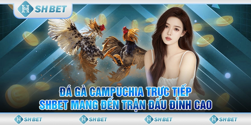 Đá gà Campuchia trực tiếp  - SHBET Mang Đến Trận Đấu Đỉnh Cao