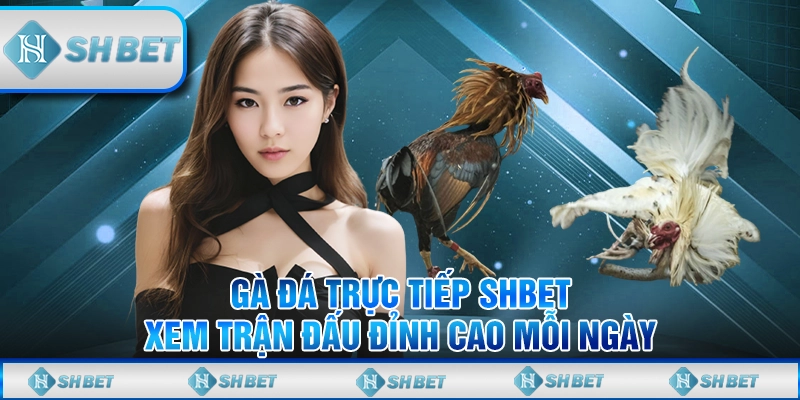 Gà Đá Trực Tiếp SHBET - Xem Trận Đấu Đỉnh Cao Mỗi Ngày