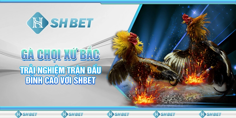 Gà Chọi Xứ Bắc - Trải Nghiệm Trận Đấu Đỉnh Cao Với SHBET