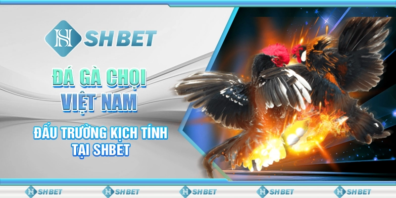 Đá Gà Chọi Việt Nam - Đấu Trường Kịch Tính Tại SHBET