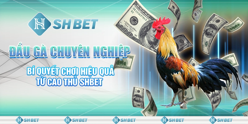 Đấu Gà Chuyên Nghiệp - Bí Quyết Chơi Hiệu Quả Từ Cao Thủ SHBET