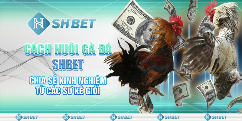 Cách Nuôi Gà Đá SHBET - Chia Sẻ Kinh Nghiệm Từ Các Sư Kê Giỏi